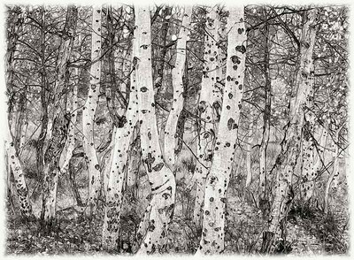 400x294 Aspen Sketch (Sc077) Photo - Aspen Tree Sketch