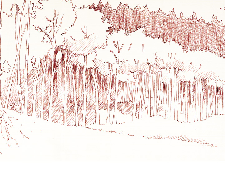 720x540 Aspen Trees, Detail - Aspen Tree Sketch