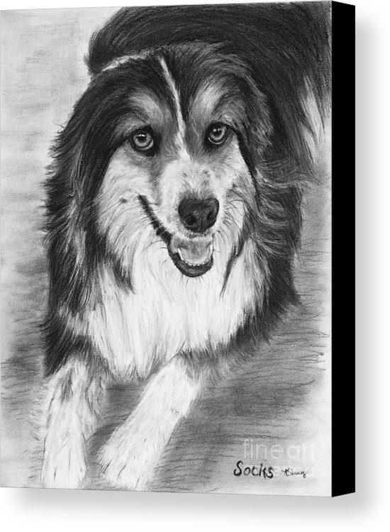 550x750 Australian Shepherd Dog Sketch Canvas Print Canvas Art By Kate - Australian Shepherd Sketch