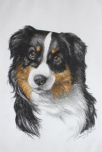 202x300 Australian Shepherd Drawings Fine Art America - Australian Shepherd Sketch