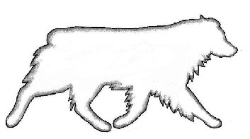 353x197 Australian Shepherd Information - Australian Shepherd Sketch