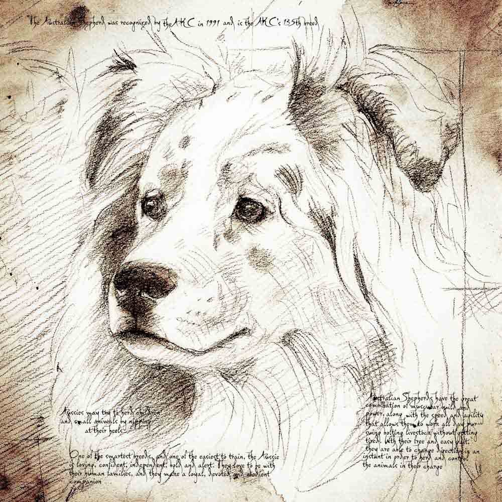 1000x1000 Australian Shepherd Looking Left Detail Of A Da Vinci Style Drawing - Australian Shepherd Sketch