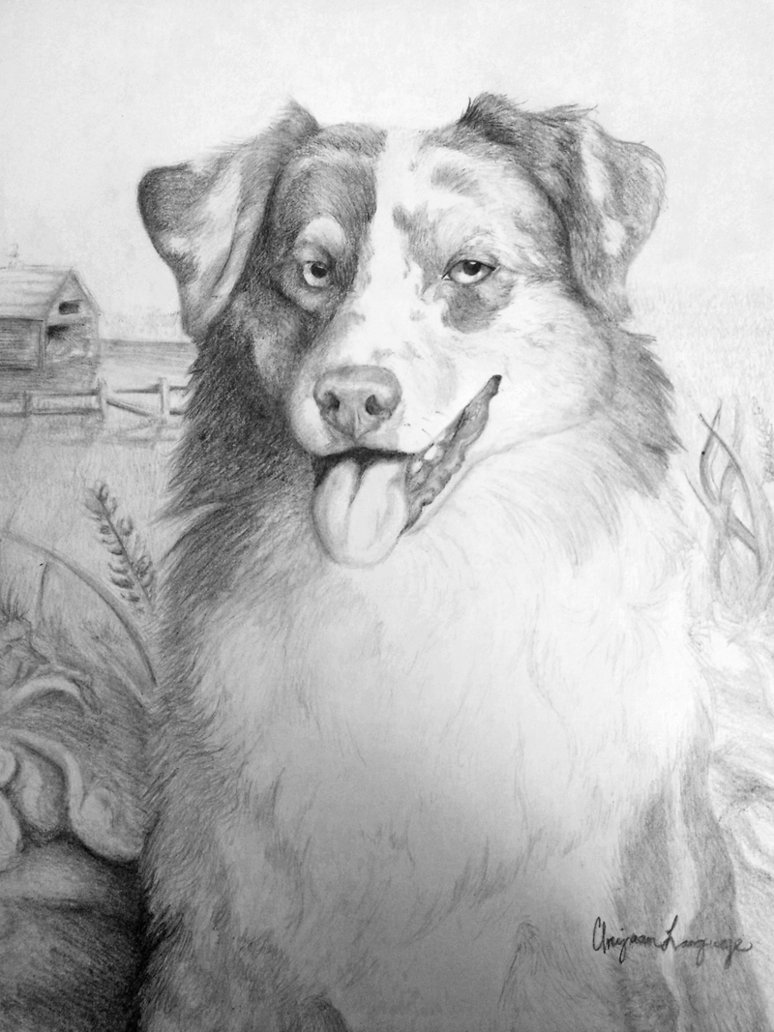 774x1032 Australian Shepherd Pencil Drawing By Xmush Kennelsx - Australian Shepherd Sketch