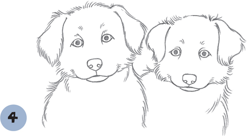 508x279 Australian Shepherd Puppies - Australian Shepherd Sketch