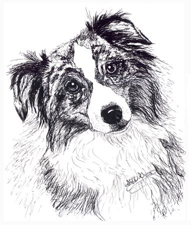 381x450 A Pen And Ink Drawing Of An An Australian Shepherd Dog Art - Australian Shepherd Sketch
