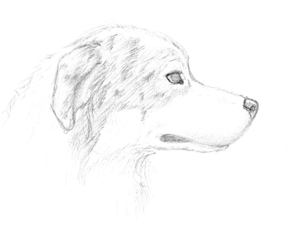 1000x796 Australian Shepherd Sketch - Australian Shepherd Sketch