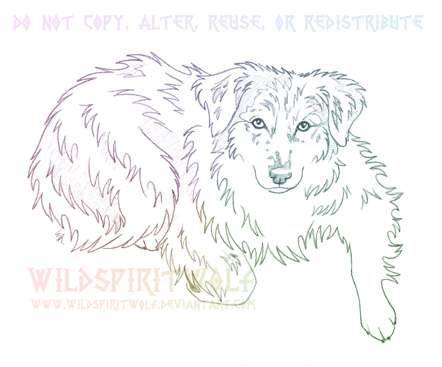 900x749 Australian Shepherd Sketch Commission By Wildspiritwolf - Australian Shepherd Sketch