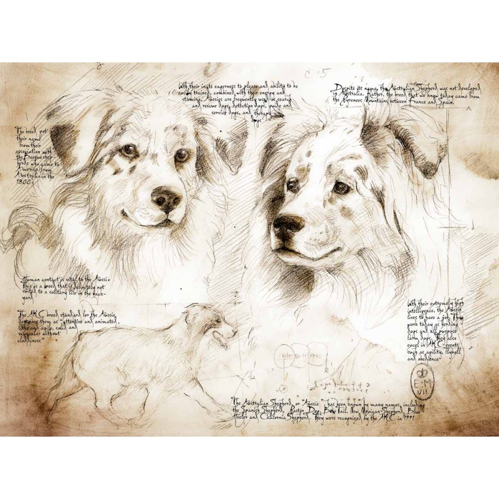 1000x1000 Australian Shepherd Study A Full Size Da Vinci Style Drawing - Australian Shepherd Sketch
