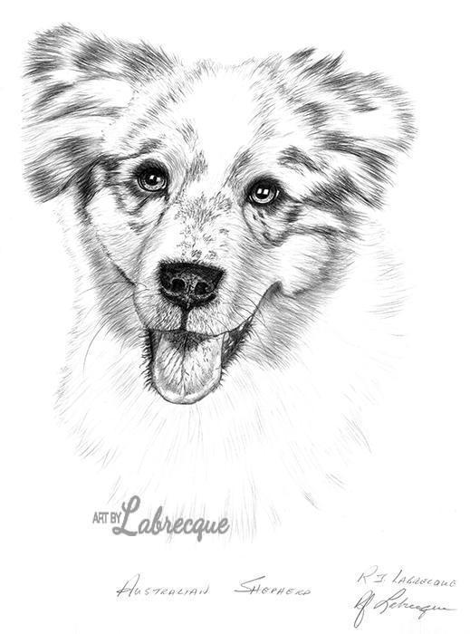 519x700 Australian Shepherd Sketch - Australian Shepherd Sketch