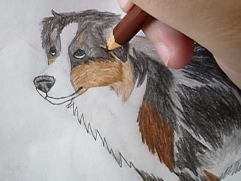 480x360 Drawing An Australian Shepherd. - Australian Shepherd Sketch