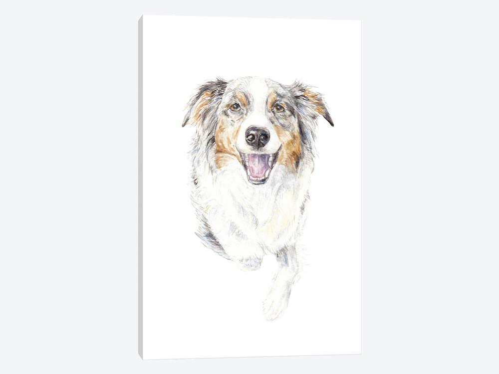 1000x750 Smiling Australian Shepherd Canvas Print By Wandering Laur Icanvas - Australian Shepherd Sketch