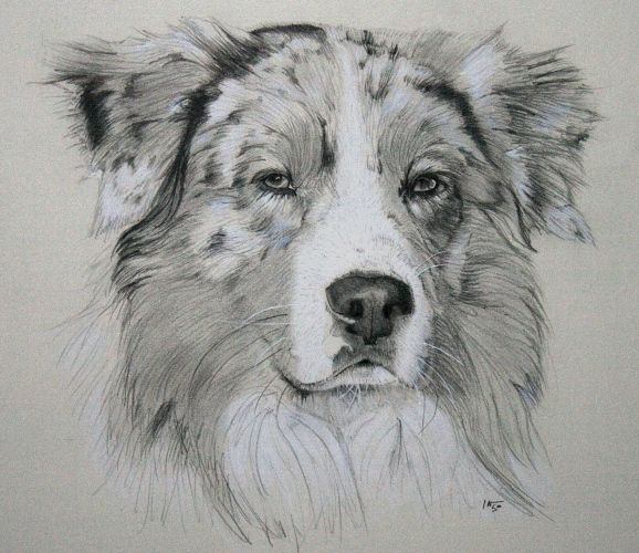 578x500 The Australian Shepherd Was Actually Not Created In Australia But - Australian Shepherd Sketch