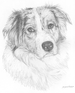 288x357 Alpine Animal Art - Australian Shepherd Sketch