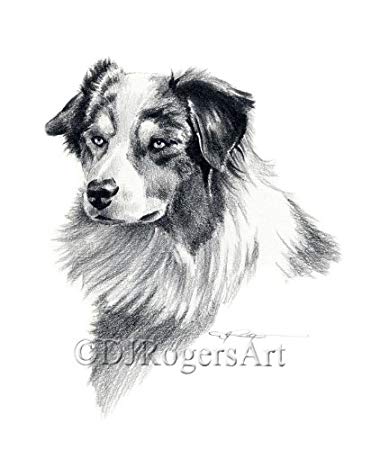 371x450 Australian Shepherd Pencil Drawing Art Print Signed - Australian Shepherd Sketch