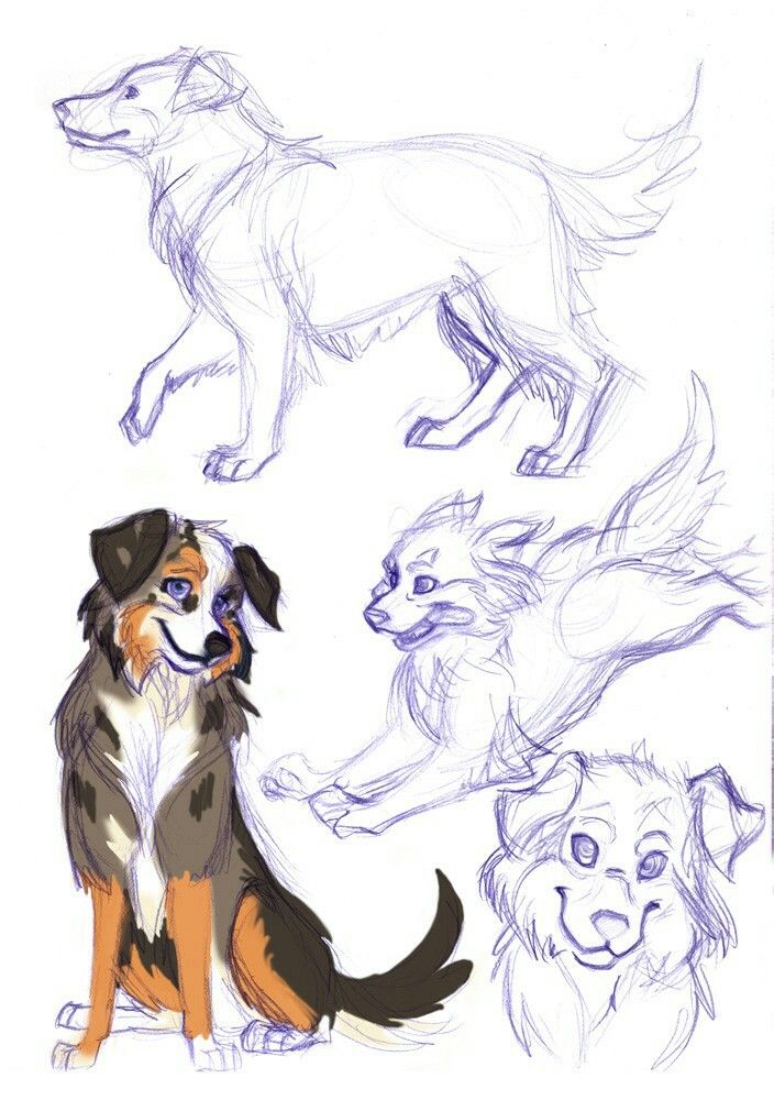 35+ Trends For Easy Australian Shepherd Puppy Drawing | The Campbells