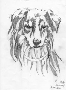 221x300 Australian Shepherd Archives Artist Spare Time - Australian Shepherd Sketch