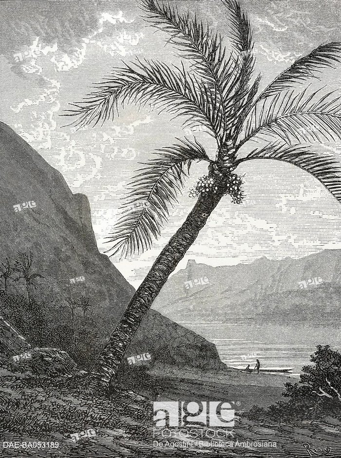 700x939 Wax Palm, Colombia, Drawing By Edouard Riou (1833 1900) From A - Author Sketch