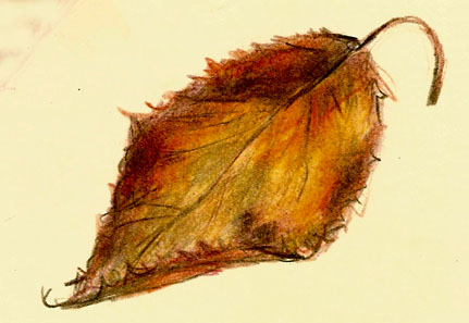 431x297 Autumn Leaf In Coloured Pencil - Autumn Leaf Sketch