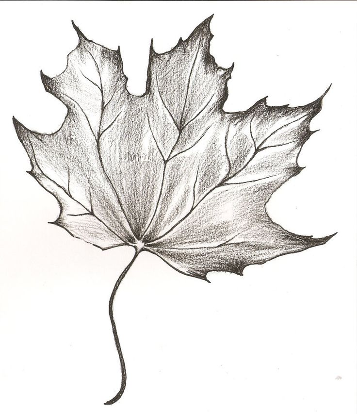736x853 Collection Of Maple Leaf Ink Drawing - Autumn Leaf Sketch