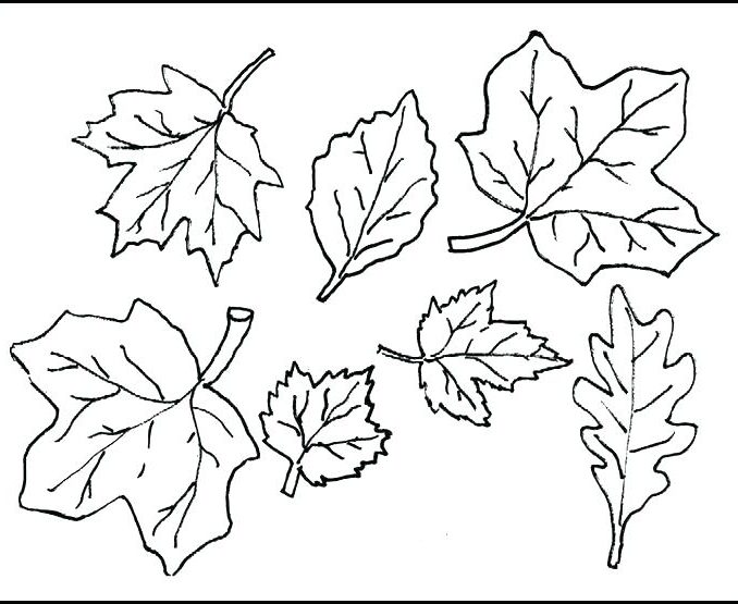 678x555 Free Printable Pictures Of Autumn Leaves Coloring - Autumn Leaf Sketch