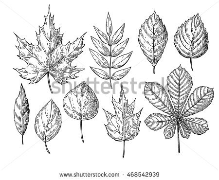 450x370 Gallery Sketches Of Fall Leaves, - Autumn Leaf Sketch