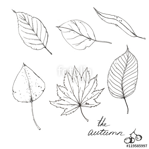 500x500 Hand Drawn Line Art. Sketches Of Different Autumn Leaves Isolated - Autumn Leaf Sketch