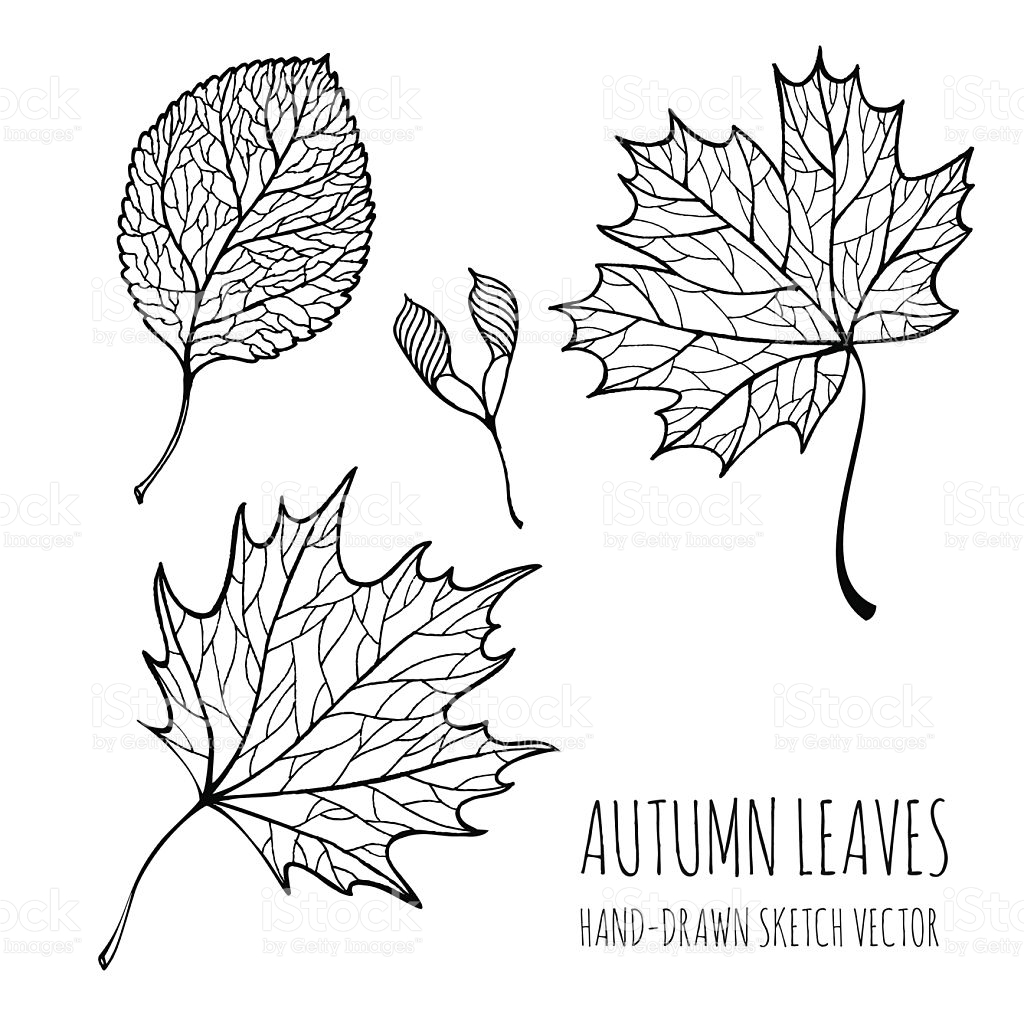 1024x1024 Collection Of Line Drawing Of Autumn Leaves High Quality - Autumn Leaf Sketch