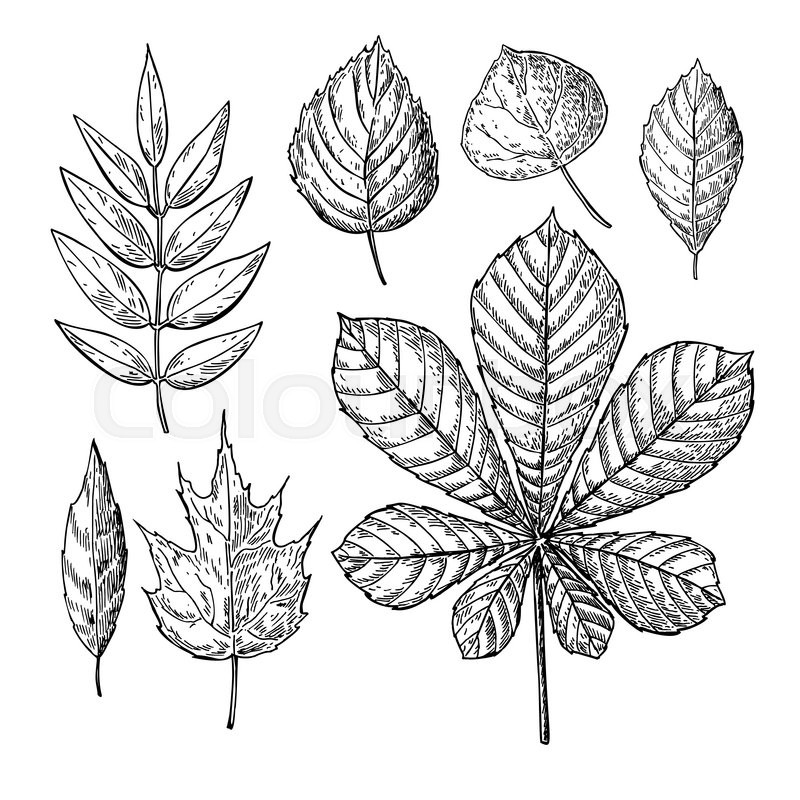 800x800 Vector Autumn Drawing Leaves Set. Isolated Objects. Hand Drawn - Autumn Leaf Sketch