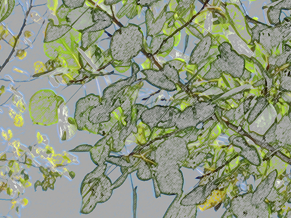 600x450 Autumn Leaves As Pencil Sketch Digital Art By Joan Norris - Autumn Leaf Sketch