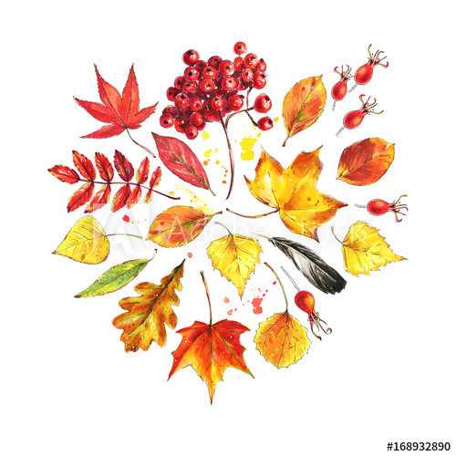 500x500 Autumn Composition Made Of Autumn Leaves And Berries. Watercolor - Autumn Leaves Sketch