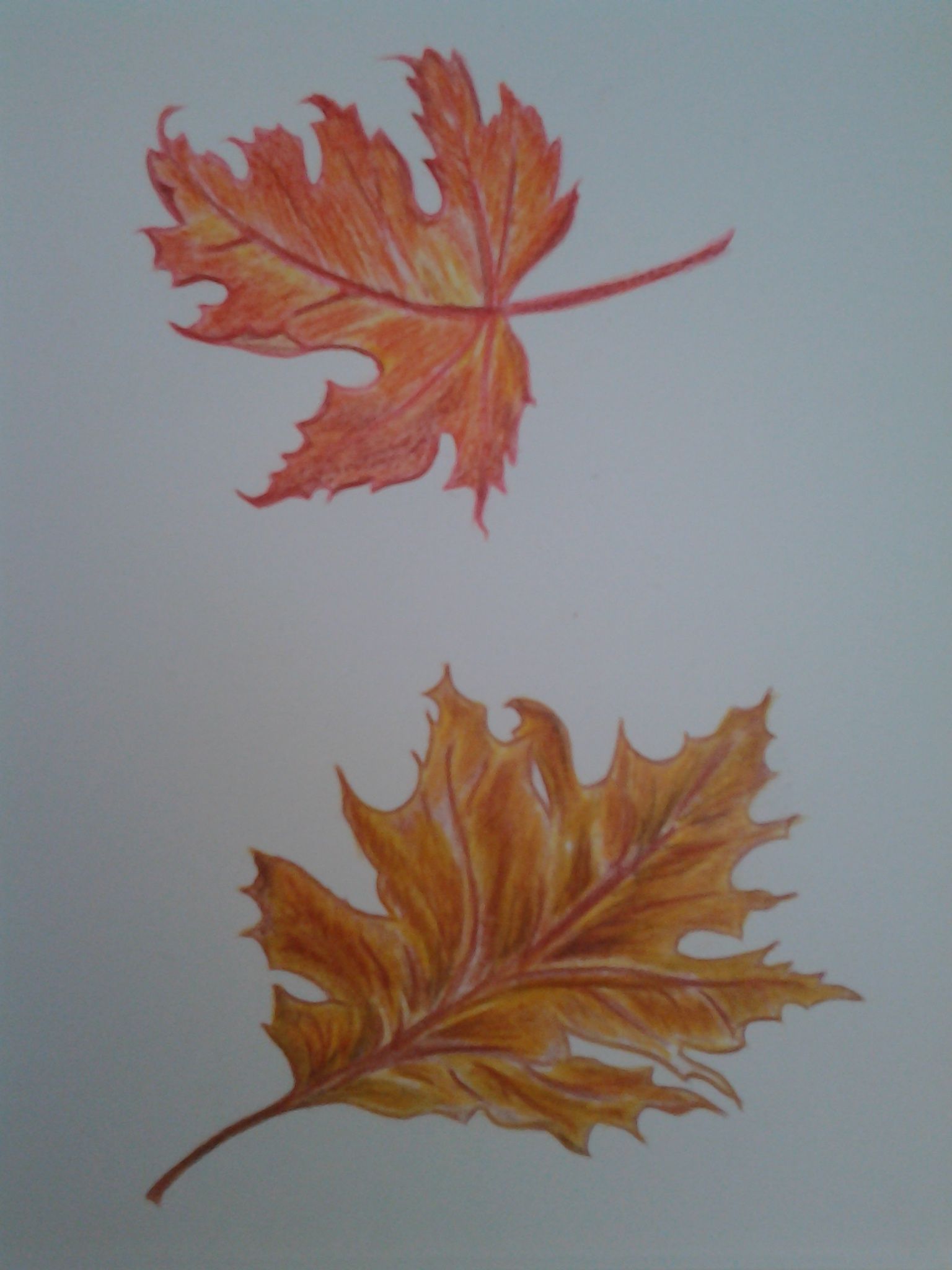 1536x2048 Autumn Leaves Coloured Pencils Sketch. S.j. Ireland. Pencil - Autumn Leaves Sketch