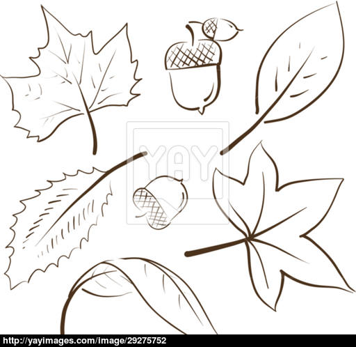 512x498 Autumn Leaves Sketch Vector - Autumn Leaves Sketch