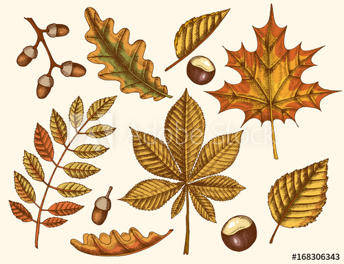 500x384 Autumn Leaves. Vector Hand Drawn Colored Maple, Birch, Chestnut - Autumn Leaves Sketch