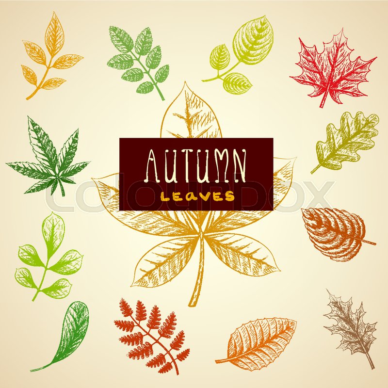 800x800 Collection Colorful Autumn Leaves. Hand Drawn Sketch Plants. Stock - Autumn Leaves Sketch