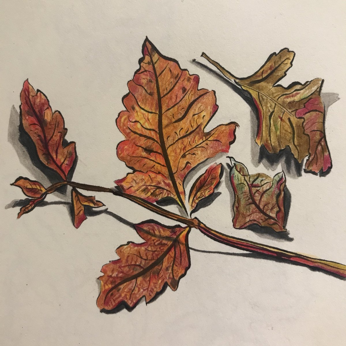1200x1200 Naomi Taylor On Twitter Sketching More Autumn Leaves - Autumn Leaves Sketch