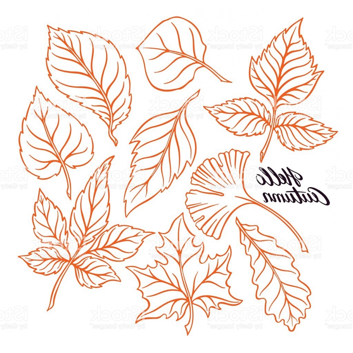 1228x1228 Set Of Sketch Autumn Leaves Gm Lazttweet - Autumn Leaves Sketch