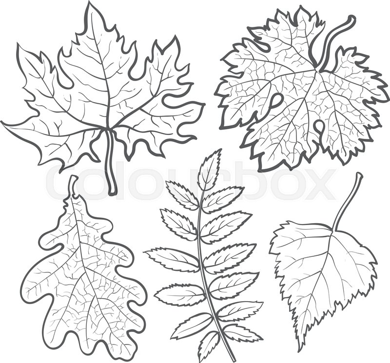 800x745 Set Of Autumn Leaves, Sketch Style Vector Illustration Isolated On - Autumn Leaves Sketch