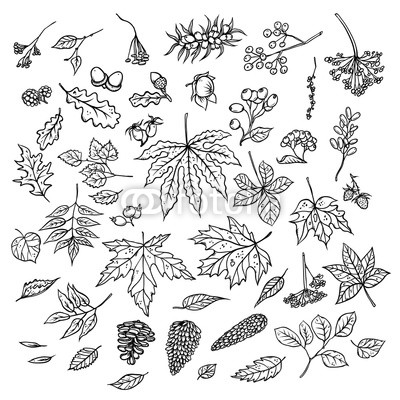 400x400 Vector Outline Illustration Of Sketch Of Branches With Autumn - Autumn Leaves Sketch