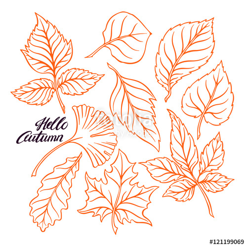 500x500 Set Of Sketch Autumn Leaves Stock Image And Royalty Free Vector - Autumn Leaves Sketch