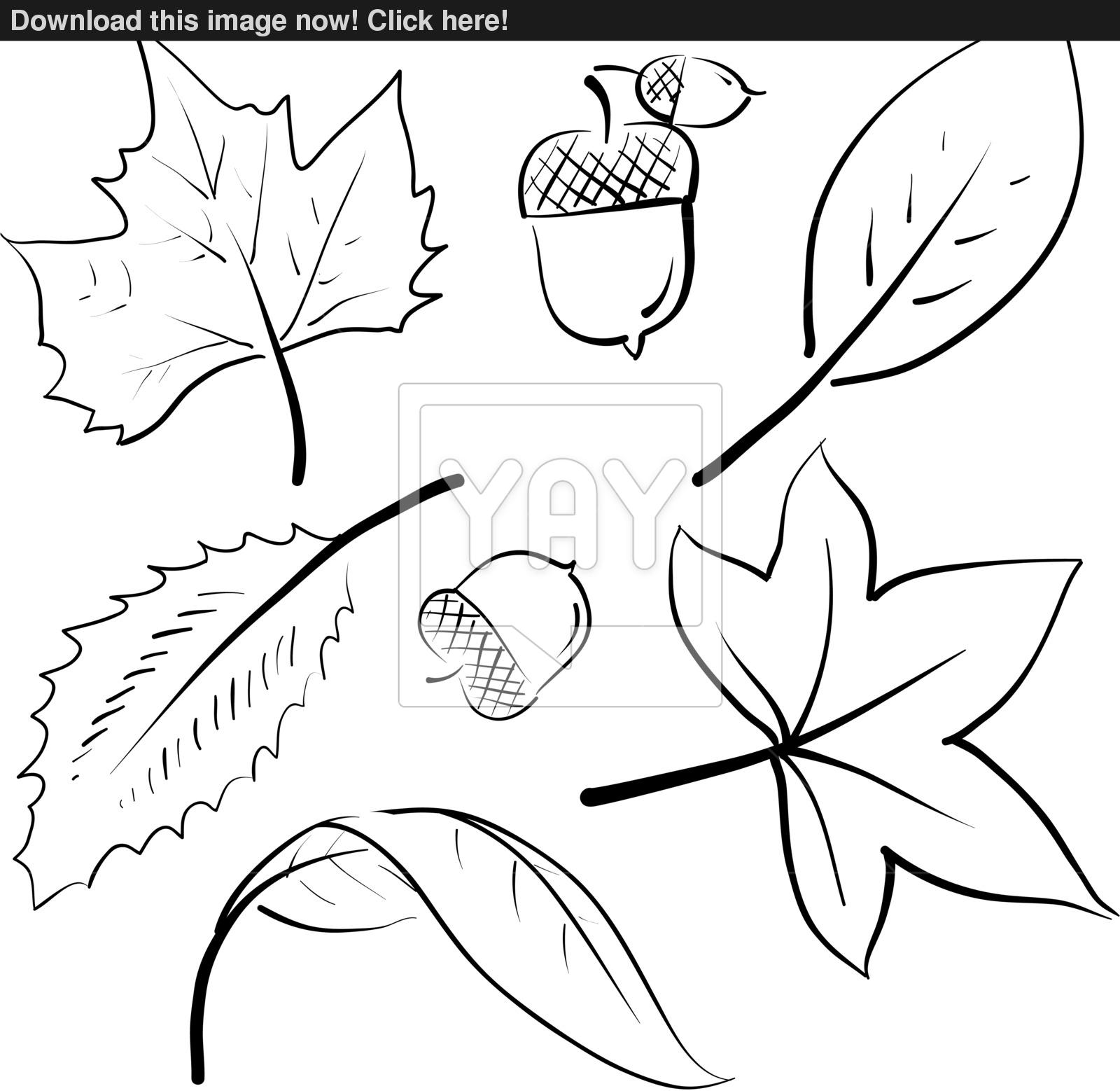 1600x1558 Autumn Leaves Sketch Vector - Autumn Sketch