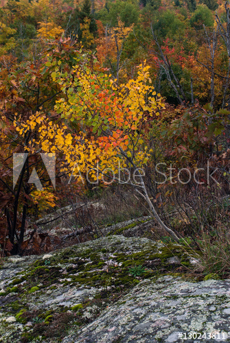 335x500 Autumn Sketch - Autumn Sketch