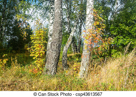 450x320 Beautiful Autumn Sketch. Beautiful Autumn Sketch With Trunks Of - Autumn Sketch