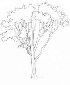 231x278 Autumn Trees Amp Q Tip Leaves Pencils Sketches Minimal - Autumn Tree Sketch