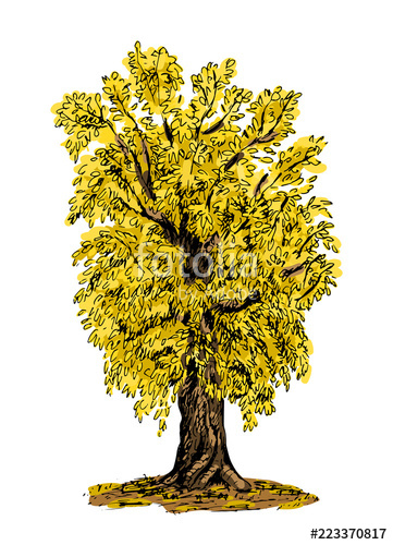 361x500 Autumn Tree With Yellow Leaves, Hand Drawn Sketch. Vector - Autumn Tree Sketch