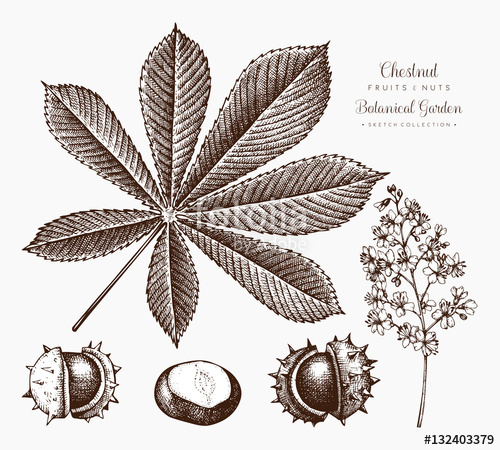 500x450 Chestnut Botanical Illustration. Vector Hand Drawn Leaf And Nuts - Autumn Tree Sketch