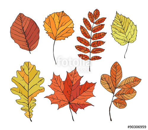 500x439 Sketch Leaves Hand Drawn. Autumn Leaves, Trees, Plants, Nature - Autumn Tree Sketch