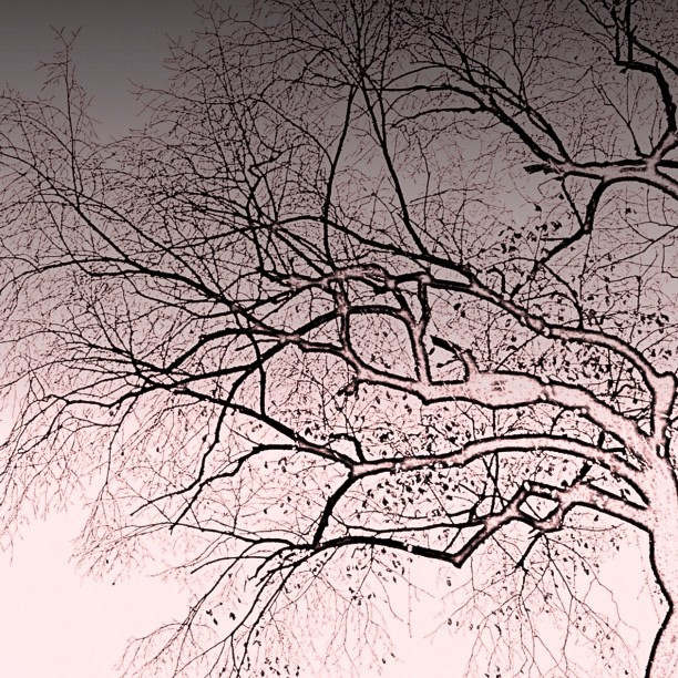 612x612 Trees Sketch Effect - Autumn Tree Sketch