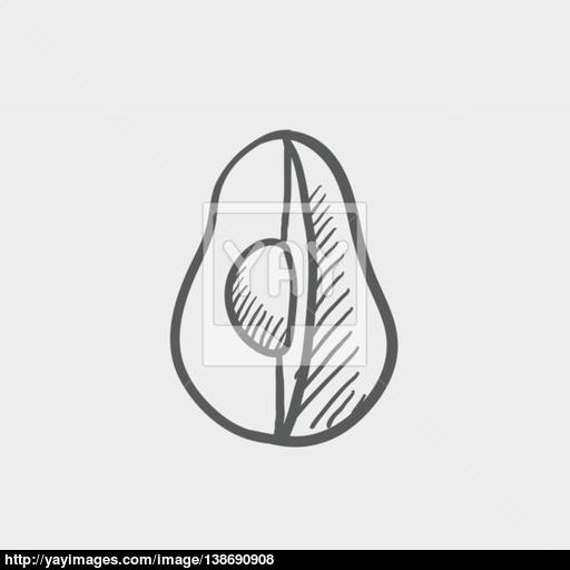 512x512 Avocado Sketch Icon Vector - Avocado Sketch
