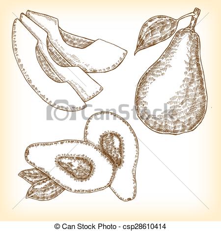 450x470 Detailed Hand Drawn Fruit Avocado. Vector Illustration In Sketch - Avocado Sketch