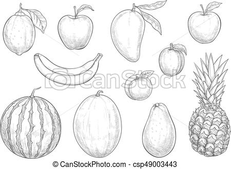 450x329 Fresh Exotic Fruits Sketch Vector Isolated Icons. Fruits Sketch - Avocado Sketch